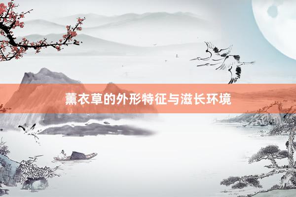 薰衣草的外形特征与滋长环境